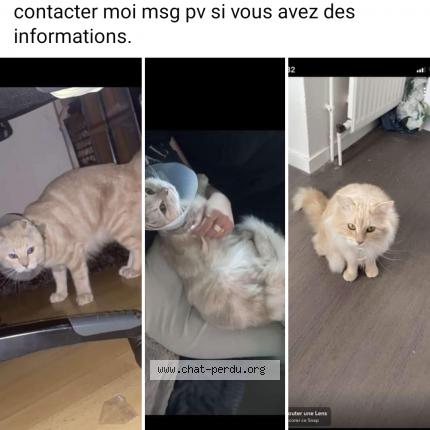 Photo de chat perdu à Le Haillan
