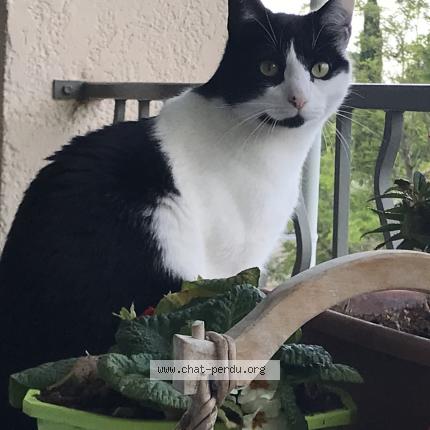 Photo de chat perdu à Marseille