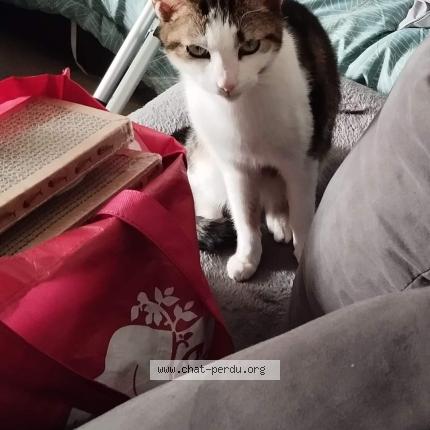 Photo 1/1 Chat retrouvé Perdu à Saint Nazaire