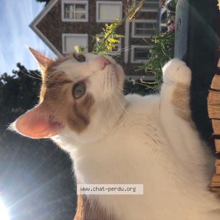 Photo 1/1 Chat retrouvé Perdu à Clamart