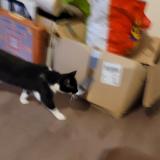 Photo de chat perdu à Argentan