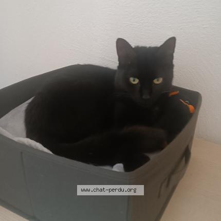 Photo 1/1 Chat retrouvé Perdu à Paris