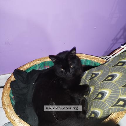 Photo de chat perdu à Albi