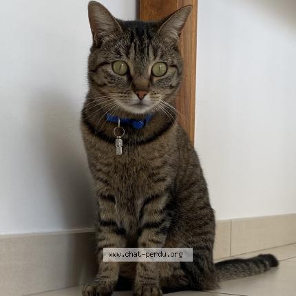 Photo 1/1 Chat retrouvé Perdu à Les Sables D Olonne