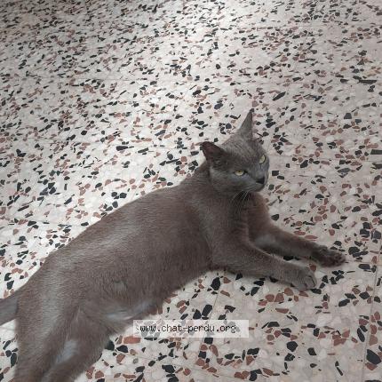 Photo 1/1 Nougat Chat perdu à Reyssouze