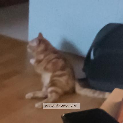 Photo 1/1 Chat retrouvé Perdu à Villeurbanne