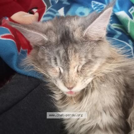 Photo de chat perdu à Valence D Agen