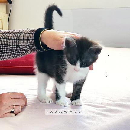 Photo 1/1 Chat retrouvé Perdu à Saint Derrien