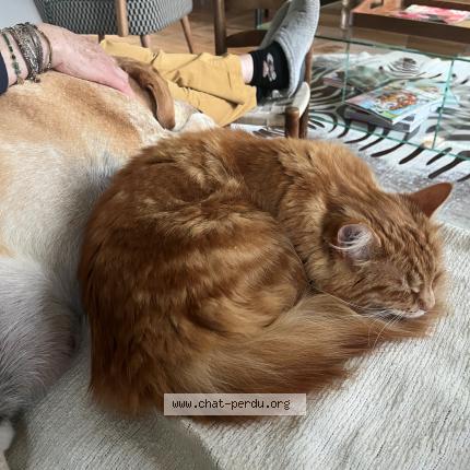 Photo 1/1 Chat retrouvé Perdu à Montargis