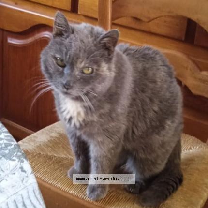 Photo 1/1 Chat retrouvé Perdu à Aunay sous auneau