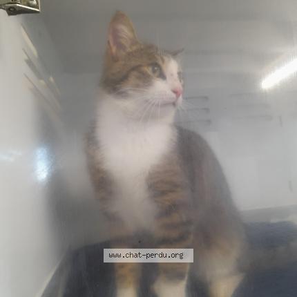 Photo 1/1 Rox Chat perdu à Guerande