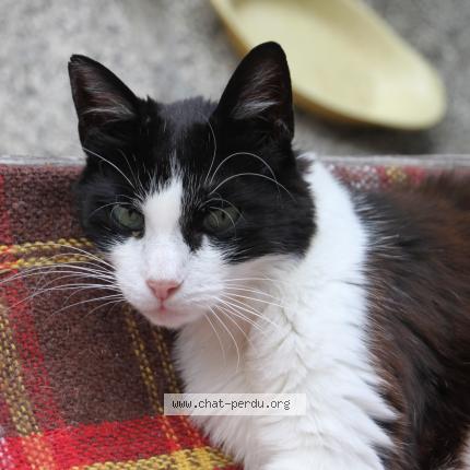 Photo 1/1 MITOU Chat perdu à Thann