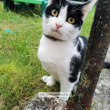 Photo 1/1 Chat retrouvé Perdu à Montigny Les Metz