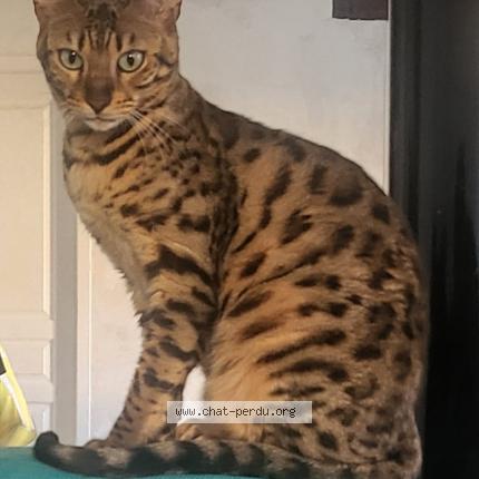 Photo de chat perdu à Egleny