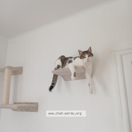 Photo de chat perdu à Illkirch Graffenstaden