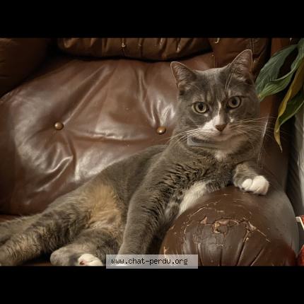 Photo de chat perdu à Sens