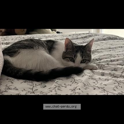 Photo de chat perdu à Peaugres