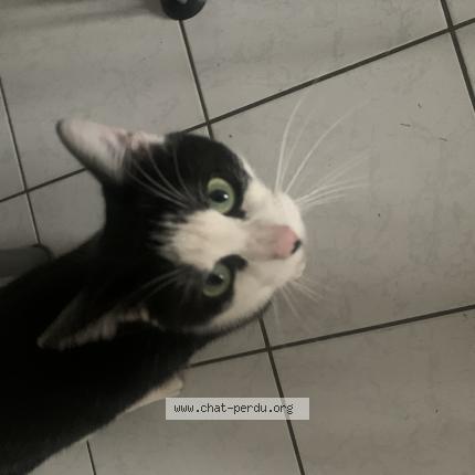 Photo 1/1 Chat retrouvé Perdu à Semalens