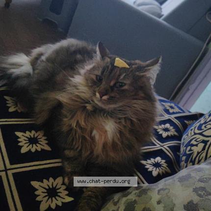 Photo de chat perdu à Lille 59000