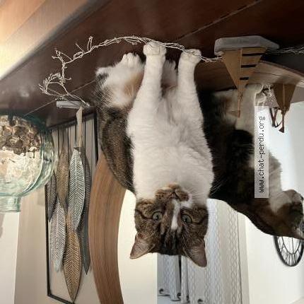 Photo de chat perdu à Saint Jean De Liversay