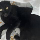 Photo de chat perdu à Lausanne