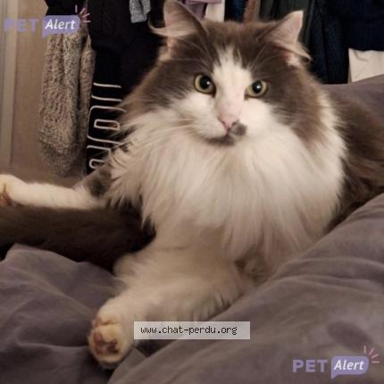 Photo 1/1 Chat retrouvé Perdu à Rennes