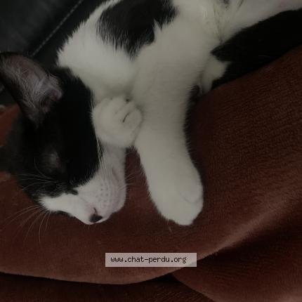 Photo 1/1 Chat retrouvé Perdu à Le Blanc Mesnil