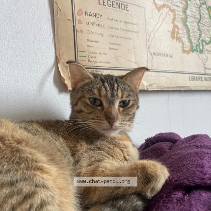 Photo de chat perdu à Nancy