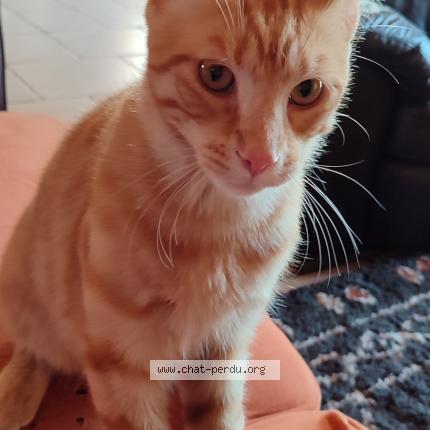 Photo de chat perdu à Lieudieu