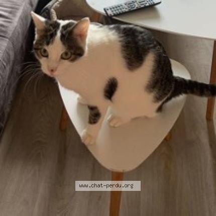 Photo de chat perdu à Saint Nabord