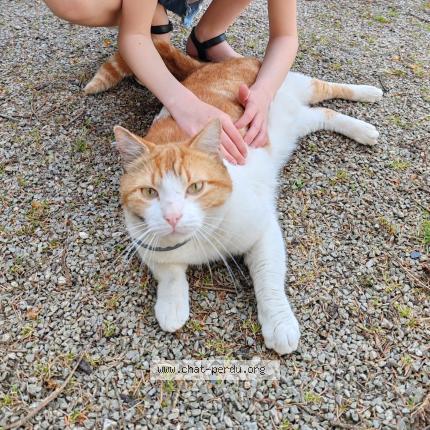 Photo 1/1 Cookie Chat perdu à Plougastel daoulas