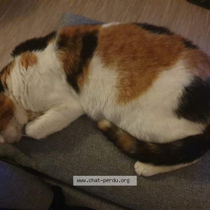 Photo 1/1 Kali Chat perdu à La teste de buch