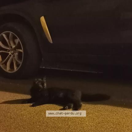 Photo de chat trouvé à Limoux