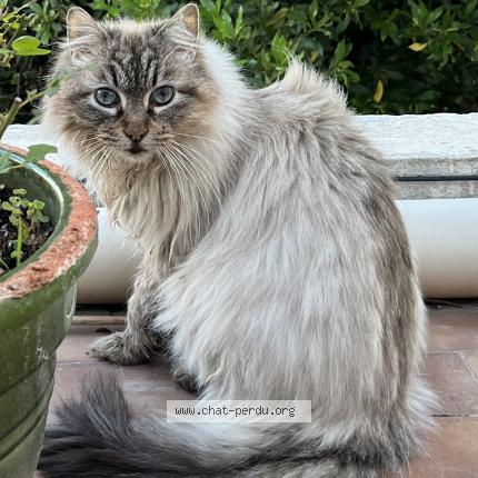 Photo de chat perdu à Marseille