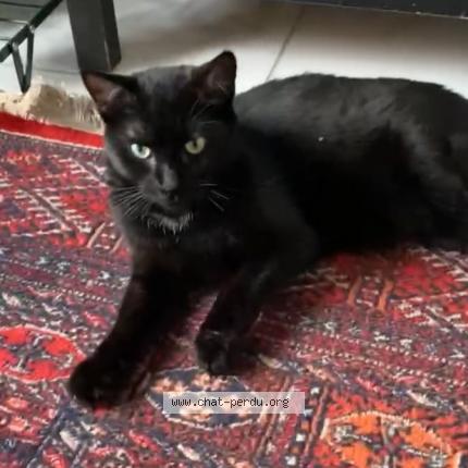 Photo de chat perdu à Argenteuil