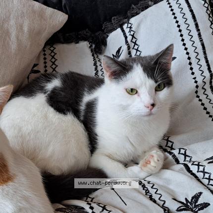 Photo 1/1 Chat retrouvé Perdu à Biarritz