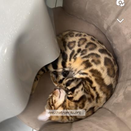 Photo 1/1 Chat retrouvé Perdu à Roubaix