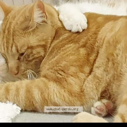 Photo 1/1 Boucan Chat perdu à Vaulx milieu