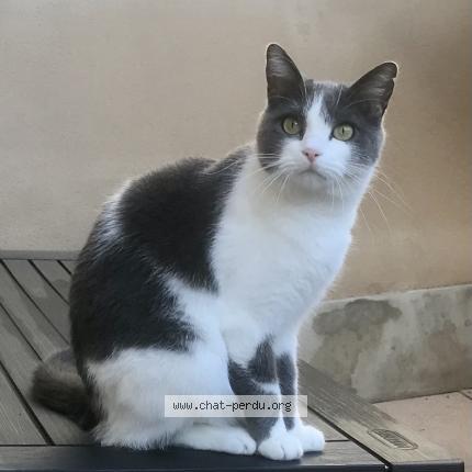Photo de chat perdu à Bussang