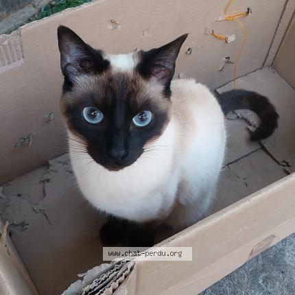 Photo 1/1 Willow Chat perdu à Marseille