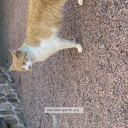 Photo de chat trouvé à Saint Igny De Roche