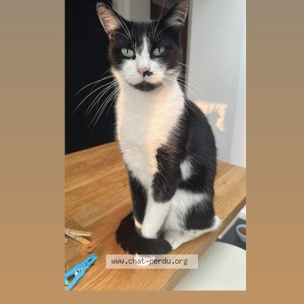 Photo 1/1 Chat retrouvé Perdu à Tourcoing