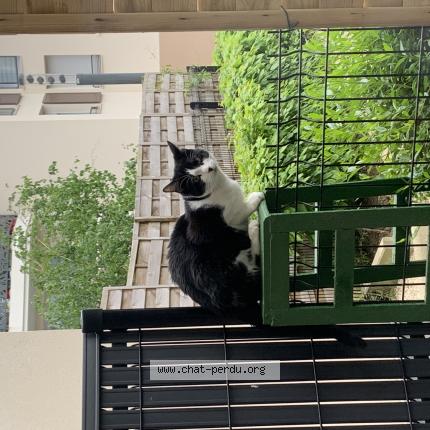 Photo 1/1 Chat retrouvé Trouvé à Lognes