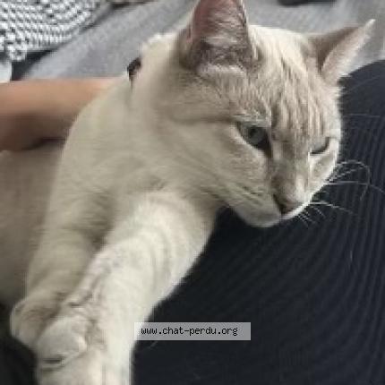 Photo de chat perdu à Castres