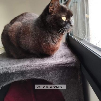 Photo de chat perdu à Champtoceaux