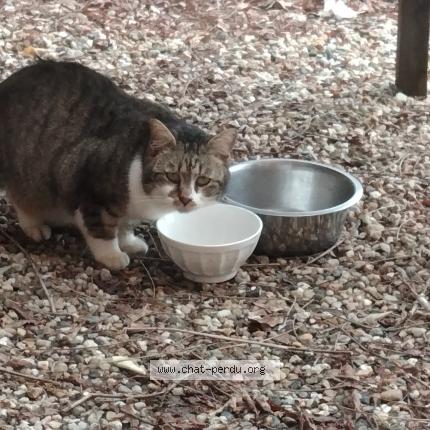 Photo 1/1 Loulou Chat perdu à Saint morillon