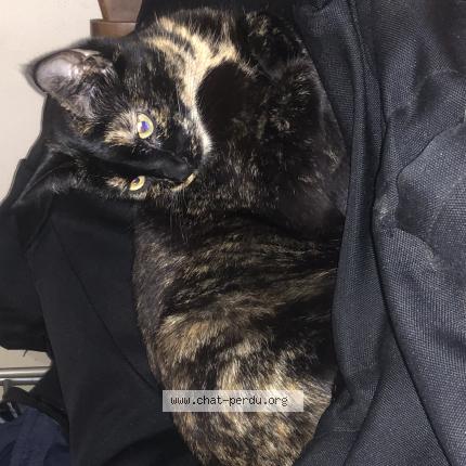 Photo de chat perdu à Saint Etienne