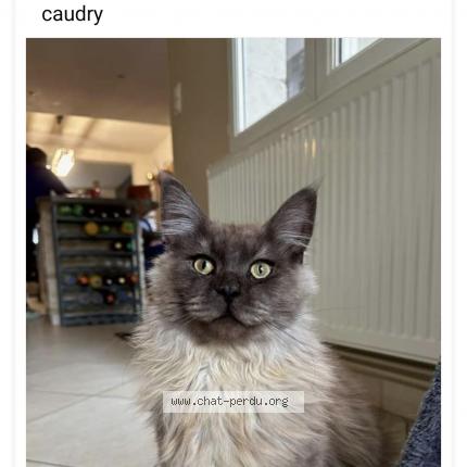 Photo de chat perdu à Caudry