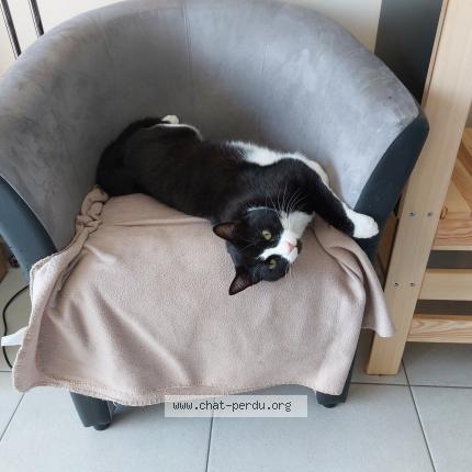Photo de chat perdu à Argentre Du Plessis