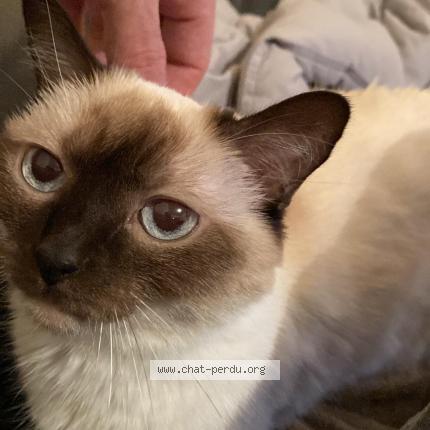 Photo de chat perdu à Pellouailles Les Vignes